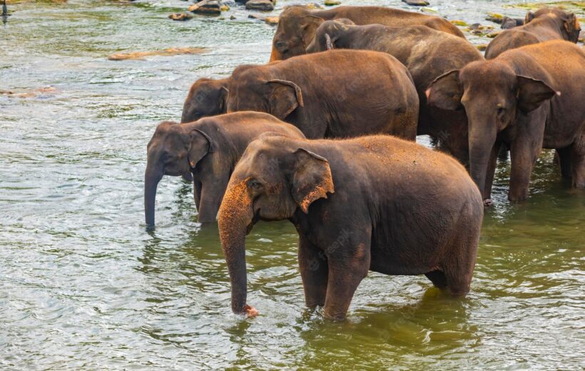 Nainital – Kausani – Corbett