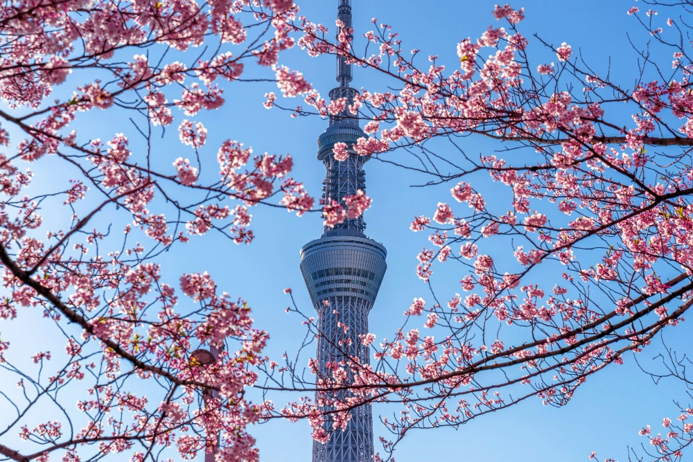 Tokyo During Sakura Season