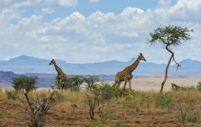 South Africa 11 Nights / 12 Days