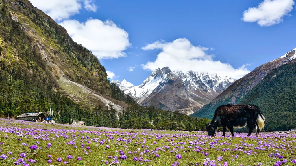 Yumthang Valley
