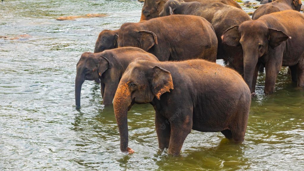 elephants-bathing-river-pinnawala-elephant-orphanage-sri-lanka_620810-818